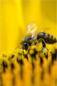 Bee on sunflower by Kincse_j Pixabay