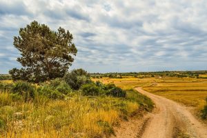 Road winding through countryside